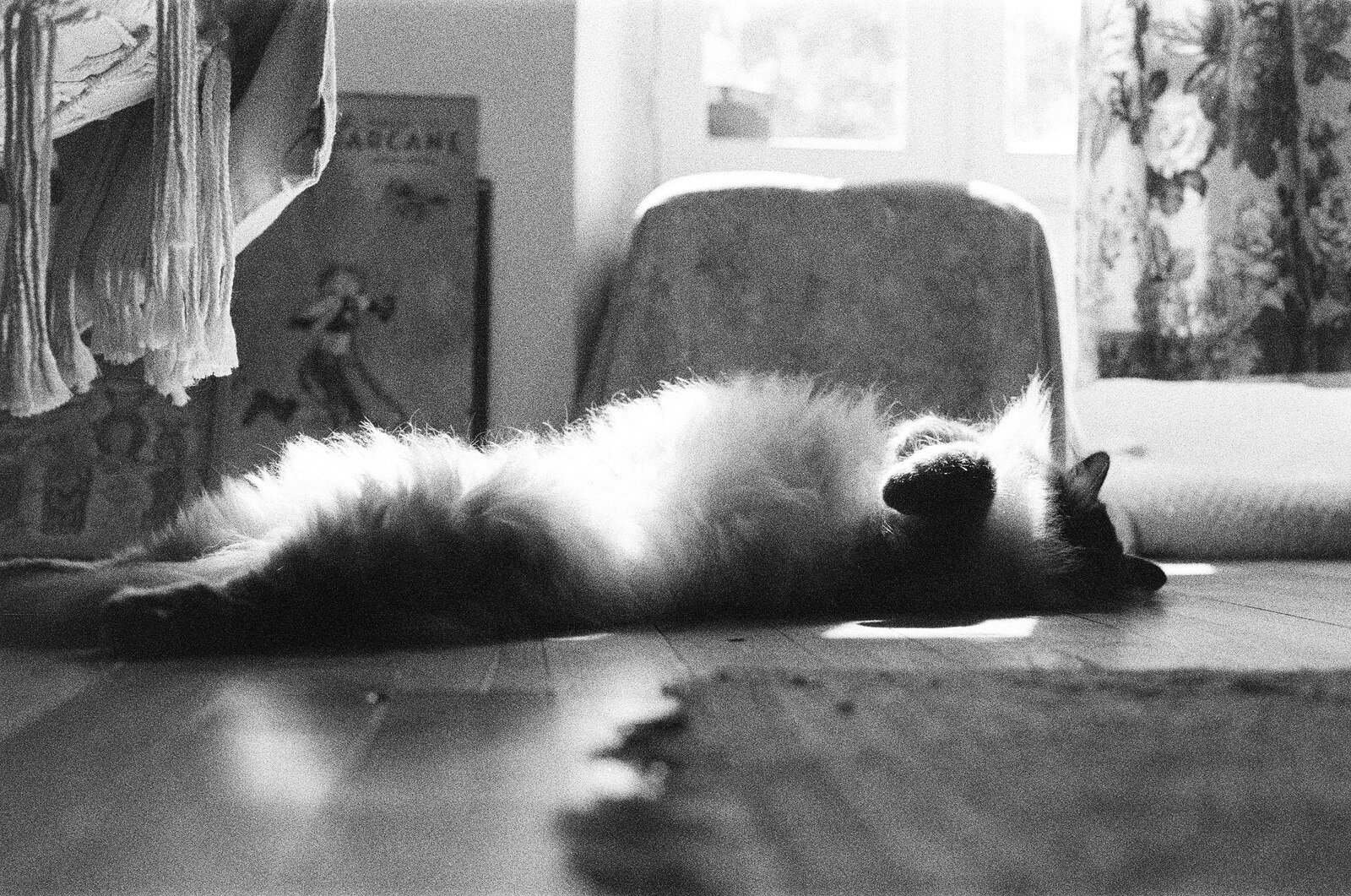 Chat étalé au sol dans la lumière, photo argentique noir et blanc