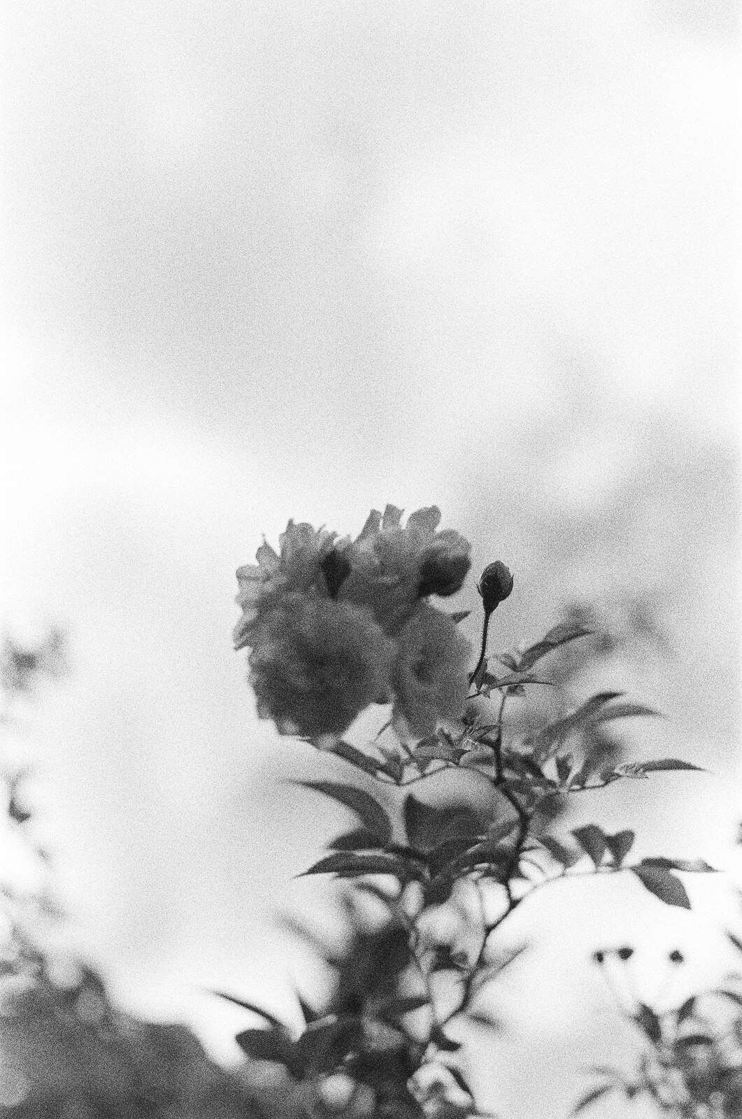 Fleur à contre-jour dans un ciel brumeux, photo argentique noir et blanc