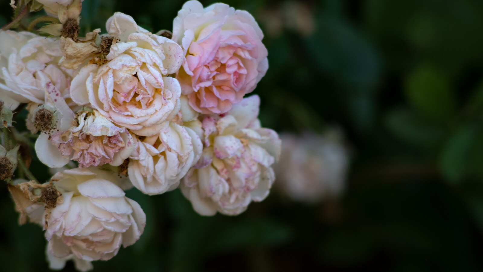 Gros plan sur des roses blanches et roses en fin de floraison