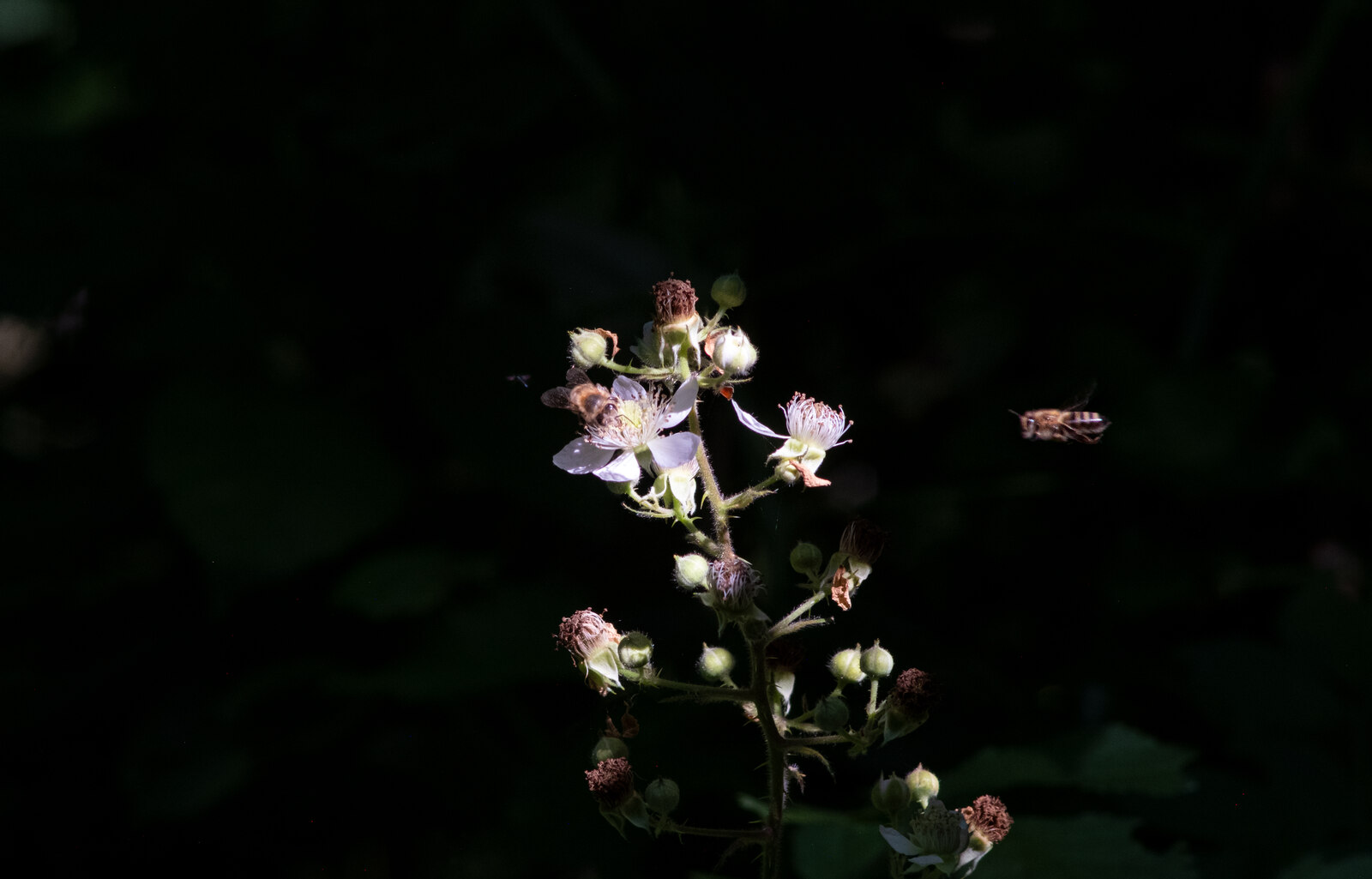 Abeilles butinant des fleurs de ronce dans la pénombre