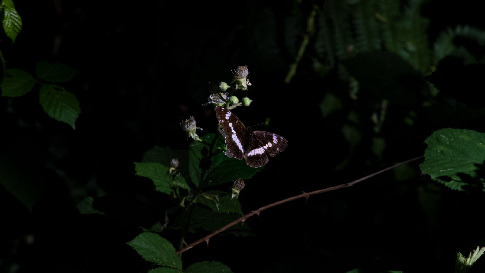 Papillon brun et blanc posé sur une fleur de ronce, ailes ouvertes