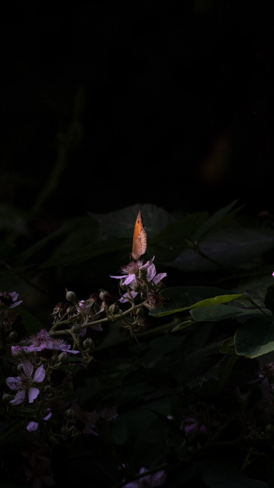 Papillon orange et beige posé au sommet d'une fleur de ronce