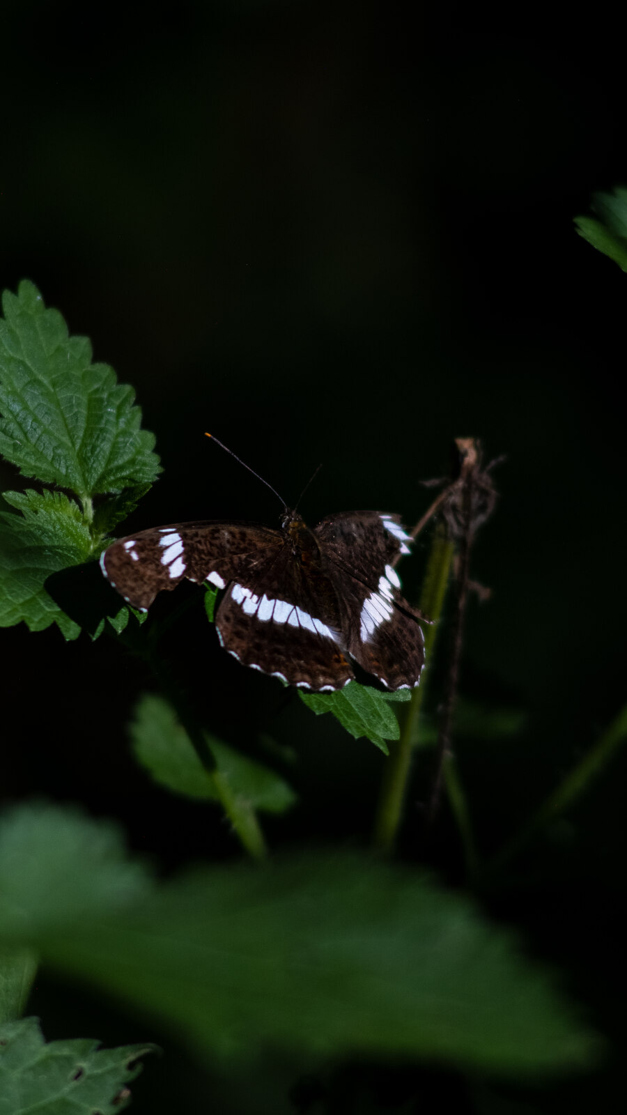 Papillon brun et blanc, ailes déployées, sur une feuille verte