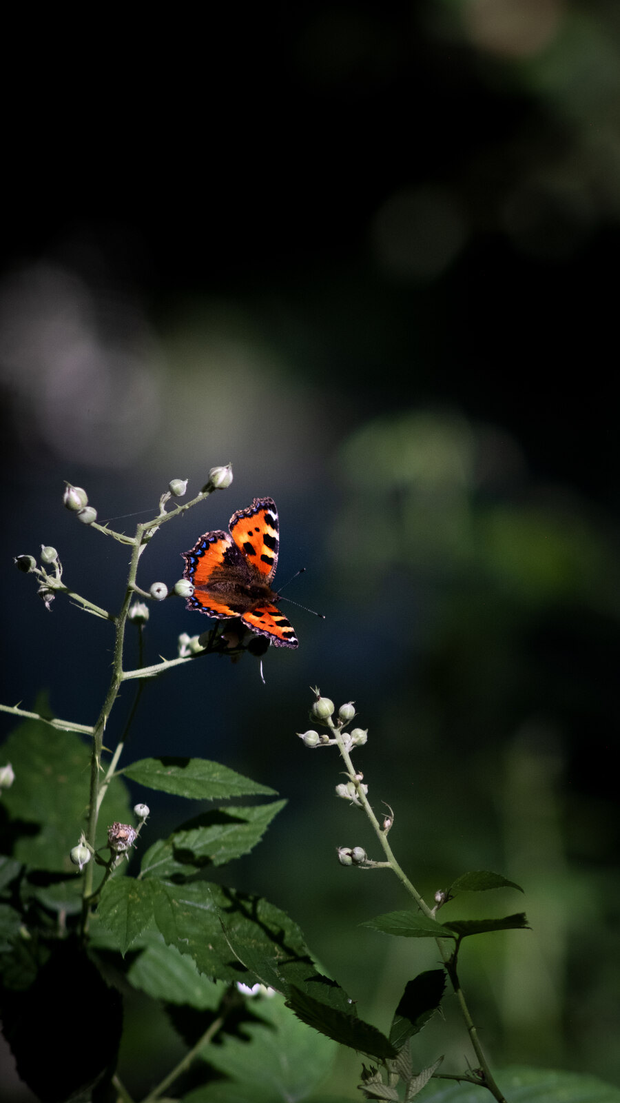 Papillon orange et noir sur une fleur, aperçu de la section Photo