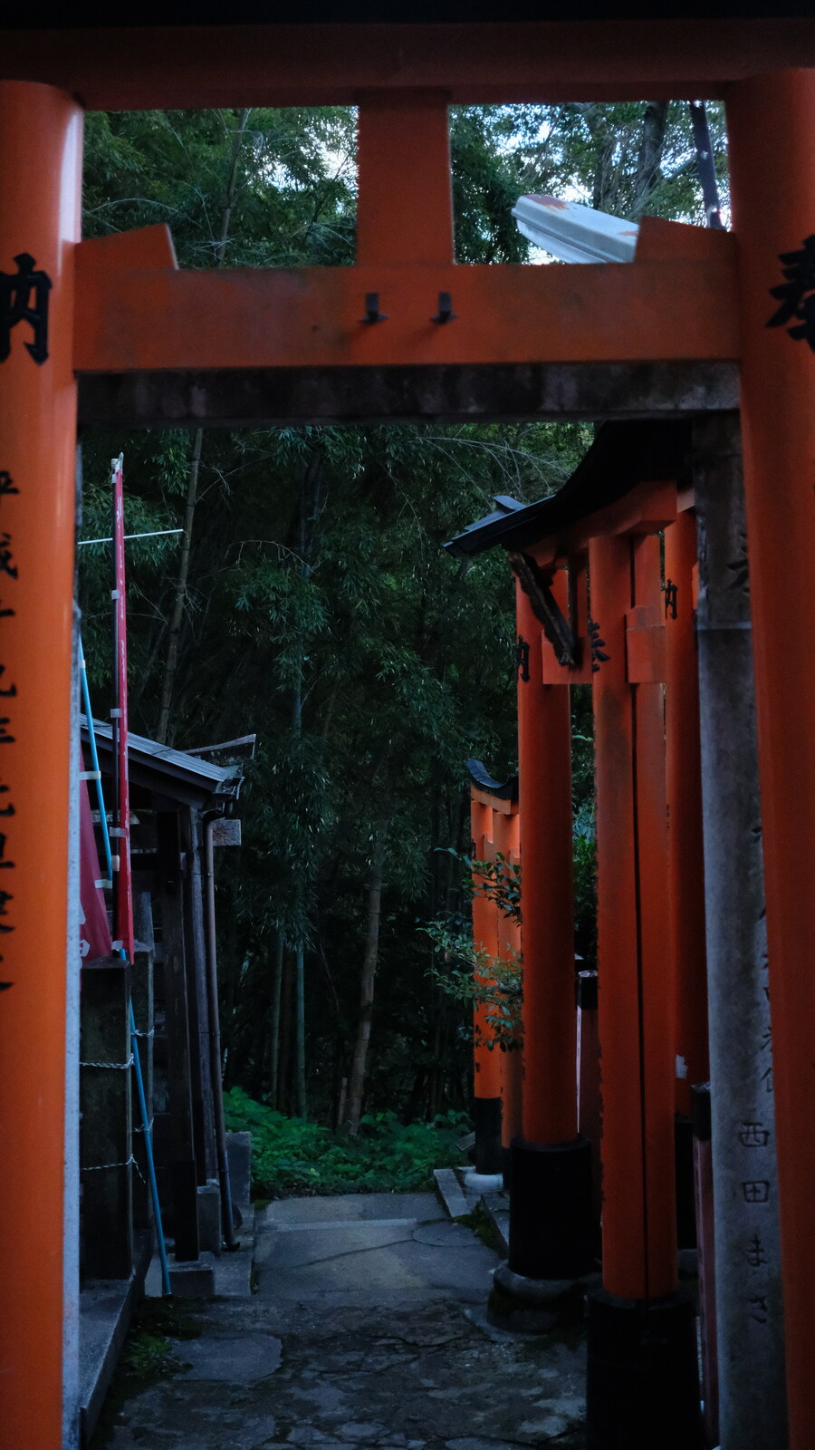 Portails torii orange dans une forêt de bambous